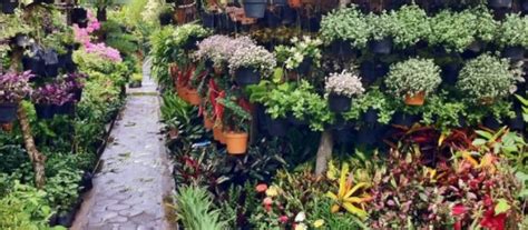 Berbagai Jenis Tanaman Hias Untuk Hiasan Rumah Minimalis Anda