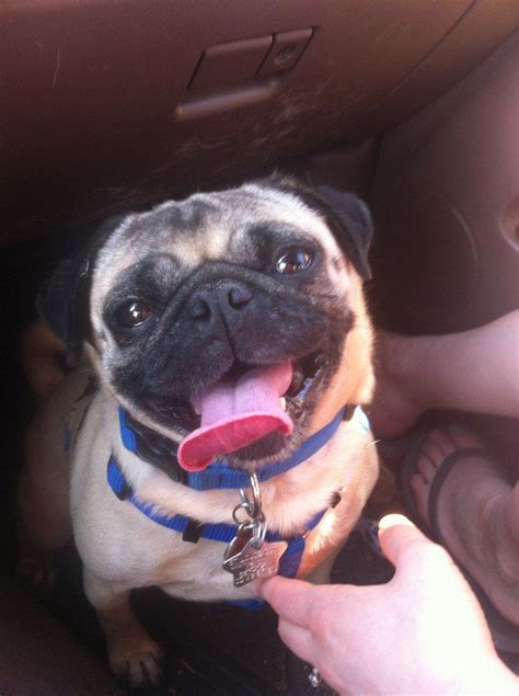 Who Doesnt Love Car Rides Cute Pug Pictures Bark Box Cute Pugs
