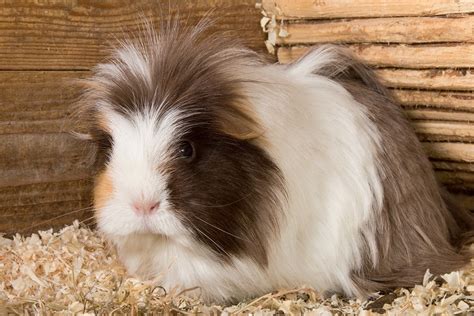 Silkie Guinea Pigs 9 Great Hairdos That Youll Be Jealous Of