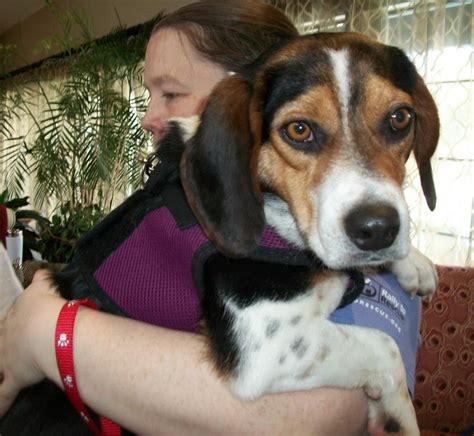 Beagle Puppies For Adoption Richmond Va Pudding To Come