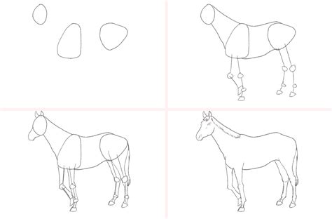 Pferd Zeichnen Lernen 7 Schritte Für Ein Anatomisch Richtiges Pferd