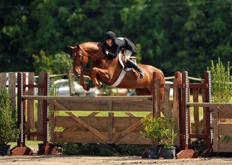 Chestnut Hunter Going Over An Oxer Gate Style Fence Hunter Horse