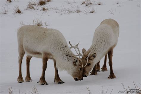 10 Festive Facts About Reindeer The National Wildlife Federation Blog