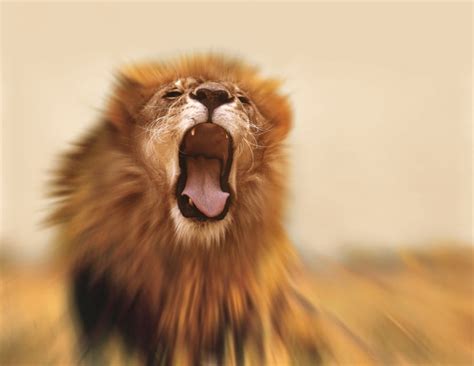 Can You Change Your Roar Coaching For Leaders