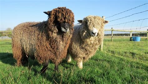 Top 20 Best Native British Sheep Breeds