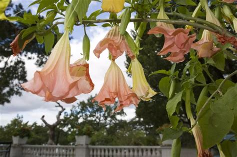 Brugmansia A Tropical Trumpet Plant For A Garden Or Patio Brugmansia