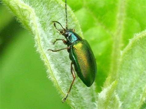 Metallic Green Leaf Beetle Explore Ecuador Megadiversos P Flickr