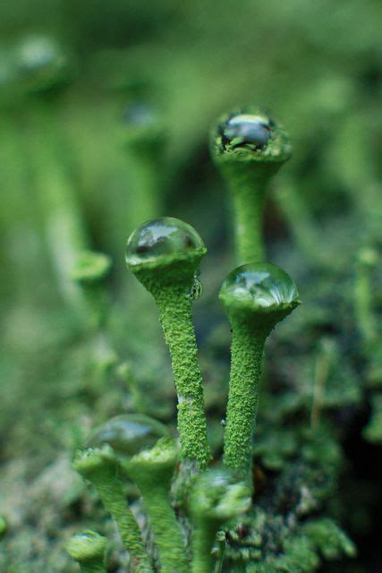 Lichen Cladonia Chlorophaea By Eliza Frydrych From Flickr Foto Macro