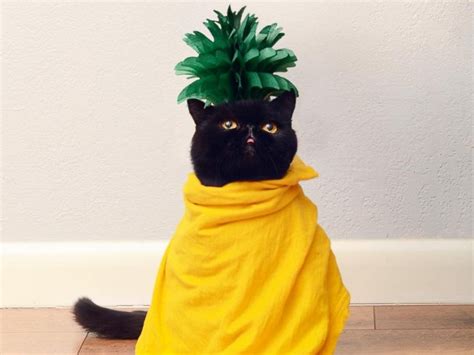 Pat found that out when he tried to cut hair at one.special thanks. Black Cat Named Willow Is Rocking Halloween With Daily ...