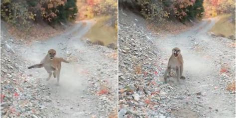 Video A Protective Mother Cougar Chased Utah Jogger For 6 Minutes