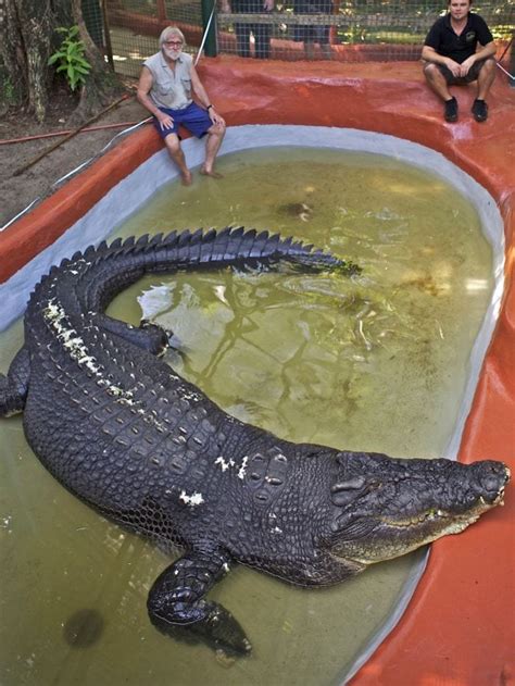 The Largest Crocodile In The World