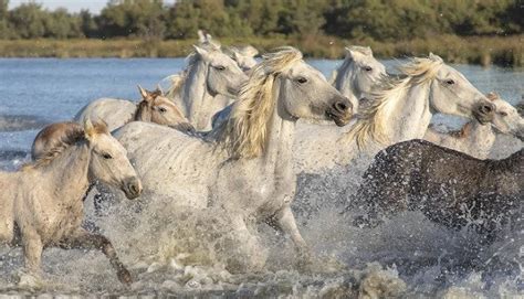 Cavallo Camargue Caratteristiche E Carattere Naturaperte