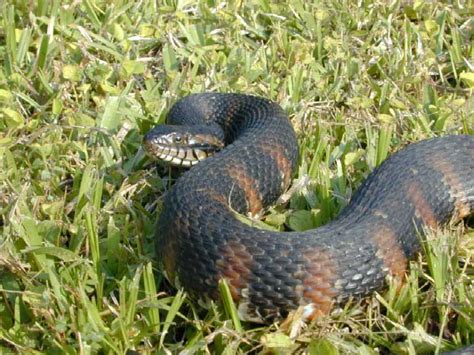 Florida Banded Water Snake Wikipedia