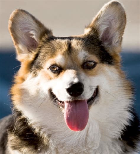 Learn About The Pembroke Welsh Corgi Breed From A Trusted Veterinarian