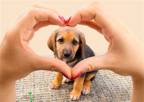 Y este 21 de julio se celebra. Día Mundial del Perro: Conoce las señales de estos caninos