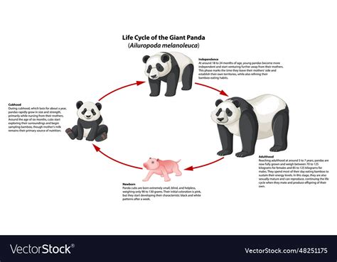 Biology Study Panda Life Cycle Infographic Vector Image