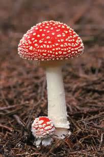Fly Agaric Amanita Muscaria Fungus Photograph By Science