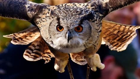 When you observe strawberries, this dream shows that you are going to work hard. What Does It Mean To Dream Of An Owl? - Bangladesh Newspapers