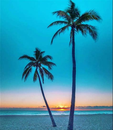 Tropical Palm Trees Sunset Beach