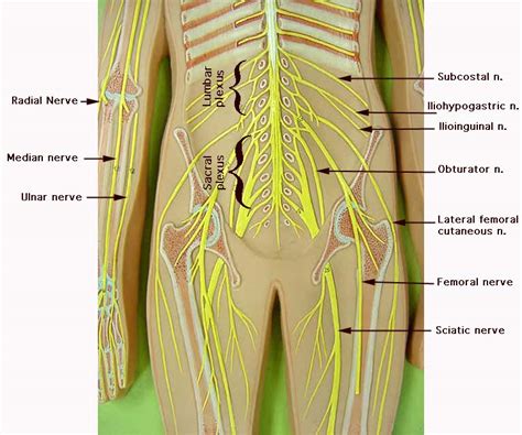 Sciatic Nerve Anatomy Video Mediaset Sciatica Pain Relief Therapy Jobs
