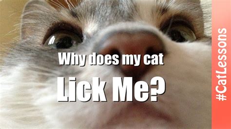 Why Does My Cat Lick Me 👅 Cat Lessons Youtube