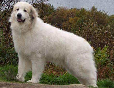 The great pyrenees (also known as the pyrenean mountain dog or pyr) descended directly from the earliest sheep guardians in asia as long ago as 10,000 b.c. CARA - PYRENEAN MOUNTAIN DOG CLUB OF SCOTLAND
