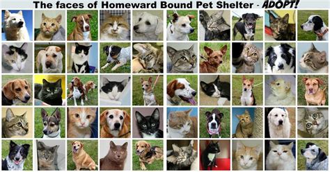 Don't worry guys, i'm working on my whole commission list! Homeward Bound Pet Adoption Center - The W Guide