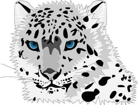Leopardo De Las Nieves Toda La InformaciÓn Snow Leopard Pictures