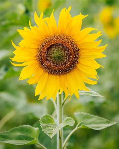 History And Meaning Of Sunflowers Proflowers Blog