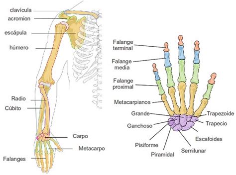 Extremidades Superiores Huesos Del Brazo Huesos Anatomia Huesos Del