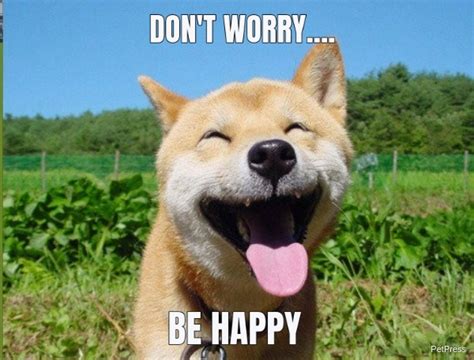 15 Funny Smiling Dog Memes Petpress