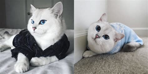 Coby The Most Stunningly Beautiful Eyes Cat Ever 99inspiration