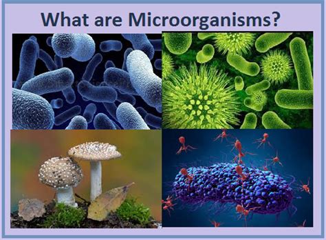 microorganisms definition classification and facts