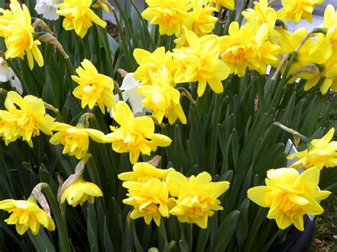 Wallpaper Daffodils Flowers Flowerbed Spring Yellow 1920x1440