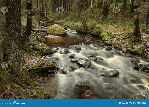 Stone Stream In The Forest Stock Photo Image Of Wood 127387734