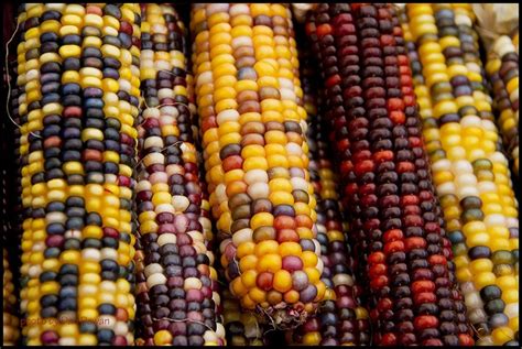 Coloured Corn 239365 By Dan Dewan Via Flickr Colored Corn Corn Color