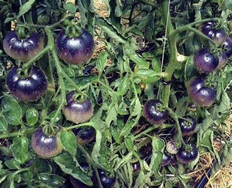 Indigo Blue Heirloom Tomatoes Tfl Garden Would Love To Grow These