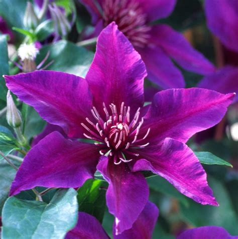 Clematis montana 'alba' / montana. Clematis Fleuri Boulevard | Clematis | Climbers | Windy Ridge