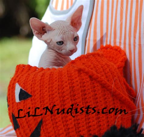Bambino And Sphynx Hairless And Dwarf Cats And Kittens Dwarf Cat Cats And