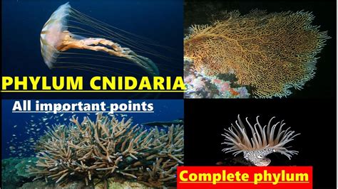 Phylum Cnidarian Animal Biodiversity 1cnidarians Invertebrates