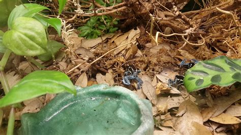 Fruit trees benefit from proper planting, routine care and optimum growing conditions. Tree frogs feeding on fruit flies - YouTube