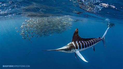 Snorkeling With Striped Marlin Big Fish Expeditions