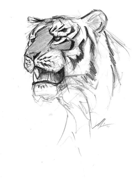 Portrait Of A Tiger Drawing By Matthew Withington Pixels