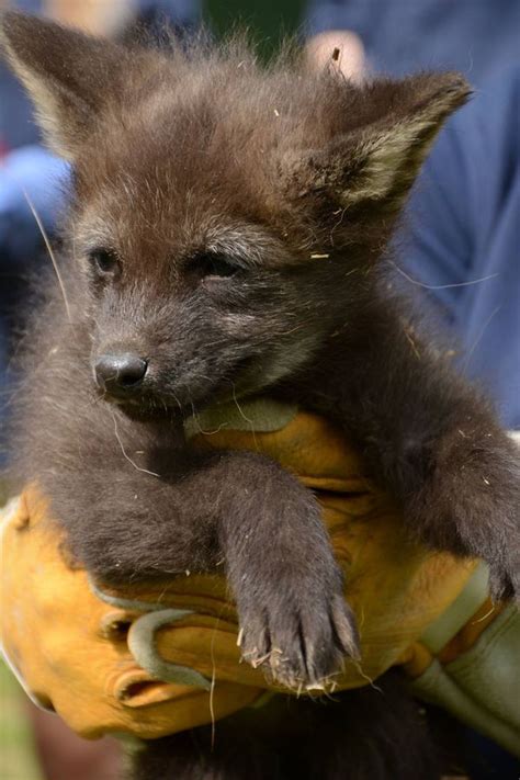 Maned Wolf Pups At Greensboro Science Center Zooborns