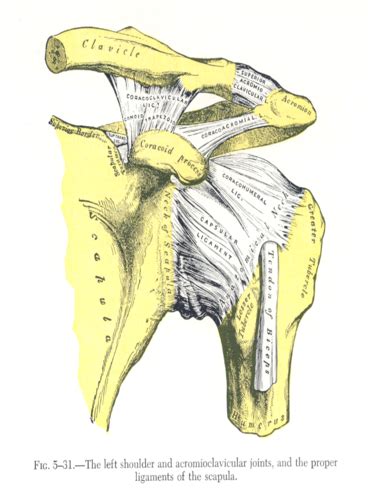 Scapula And Clavicle Flashcards Quizlet