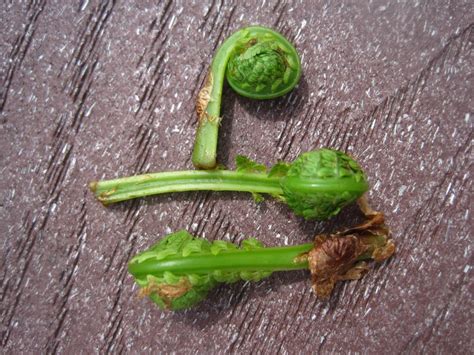 Matteuccia Species The Most Delicious Fiddlehead Ferns Backyard Forager