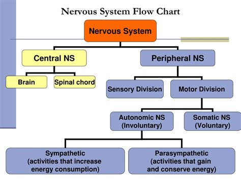 Human Nervous System Flow Chart