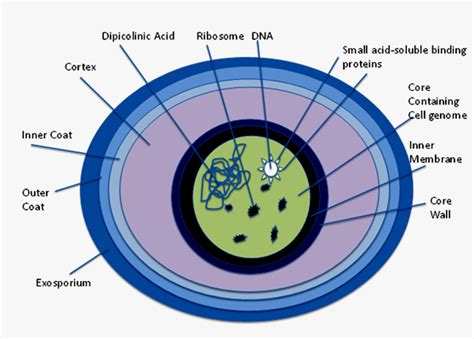 Bacterial Endospore Structure Stages Of Sporulation And Germination