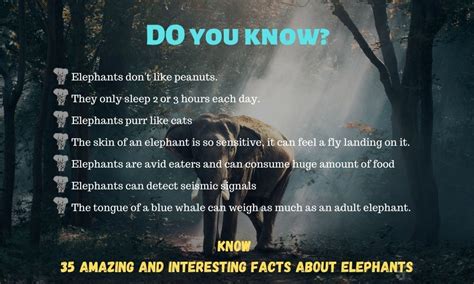 10 Facts About Elephants