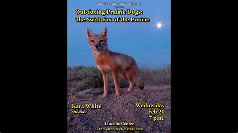 Out Foxing Prairie Dogs The Tiny Swift Fox Of The Plains By Kara White
